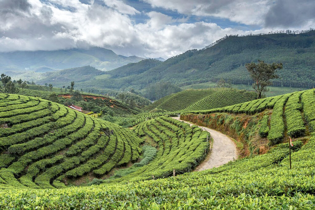 Top 7 Unique Travel Destinations to Visit in 2025 Scenic view of the Cameron Highlands of Malaysia and its vibrant green and yellow terraced rice fields in a valley surrounded by lush hills, with small village homes nestled among the fields.
